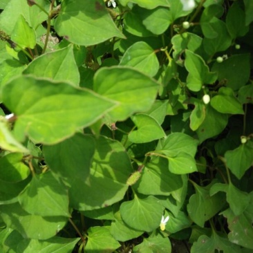 野生中草药鱼腥草