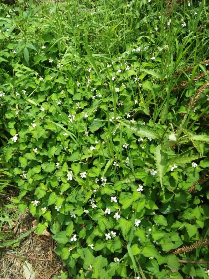 野生中草药鱼腥草