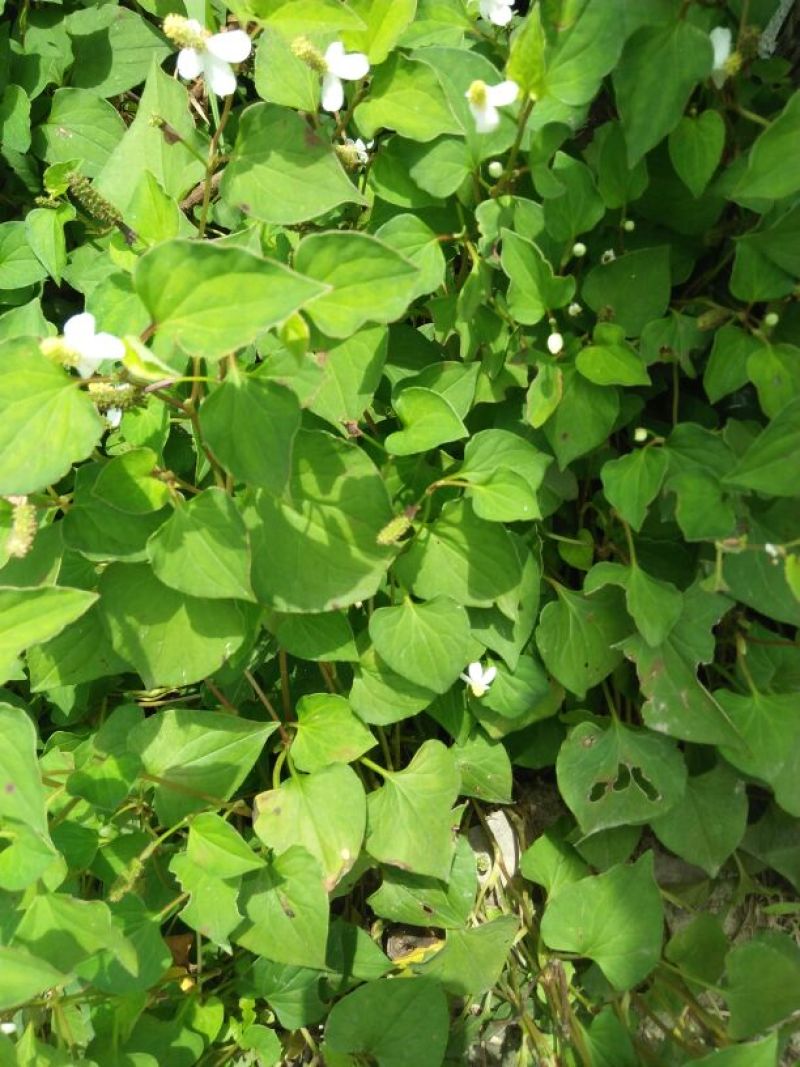 野生中草药鱼腥草