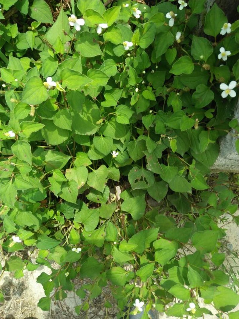 野生中草药鱼腥草