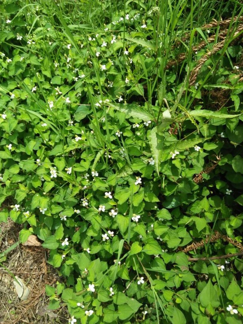 野生中草药鱼腥草