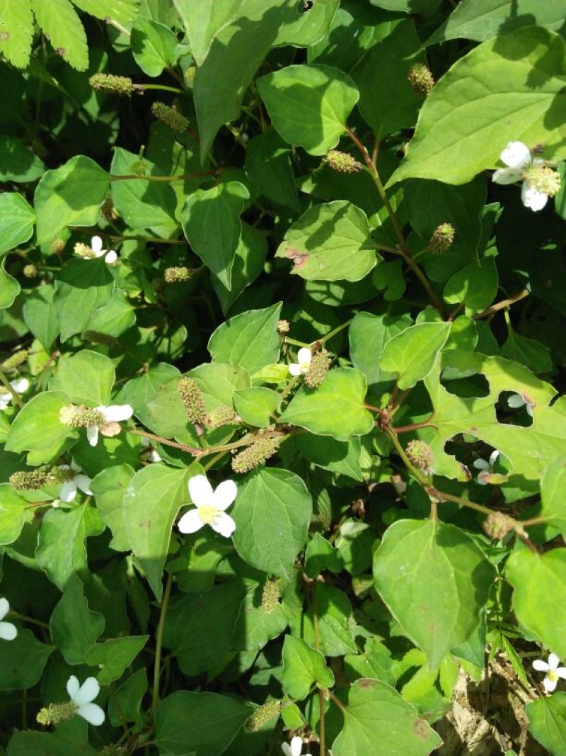 野生中草药鱼腥草