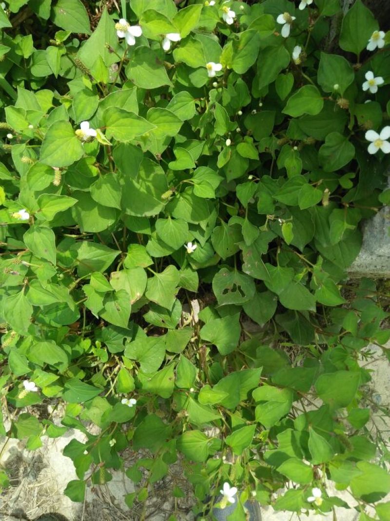 野生中草药鱼腥草