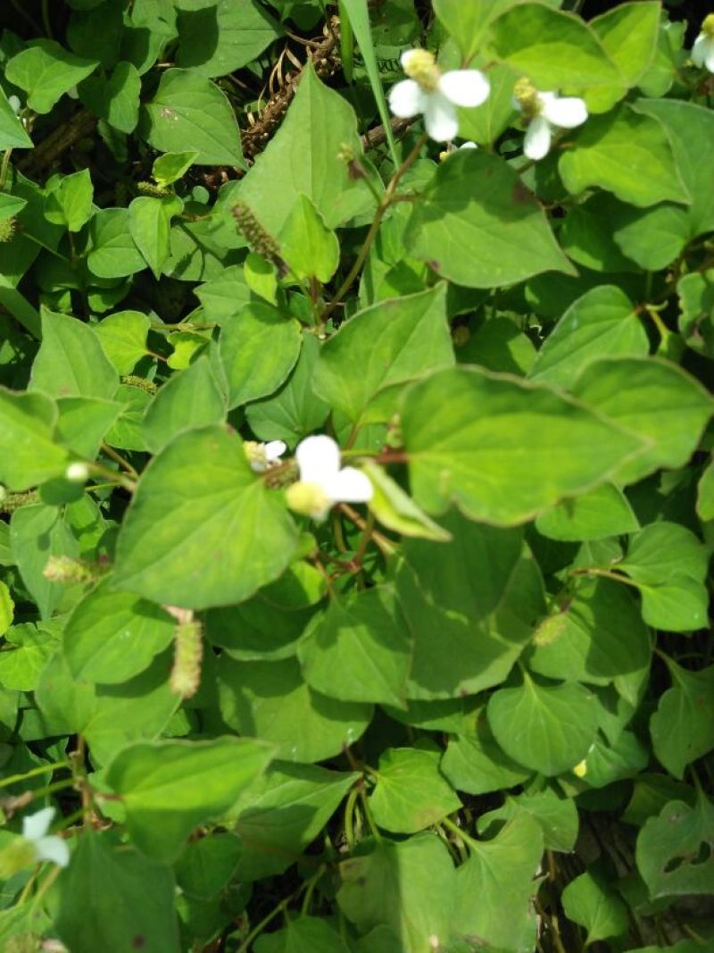 野生中草药鱼腥草