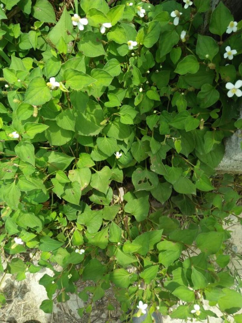 野生中草药鱼腥草