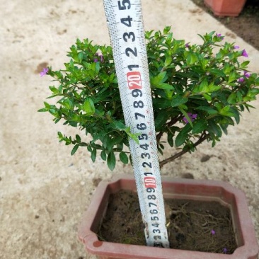 造型满天星