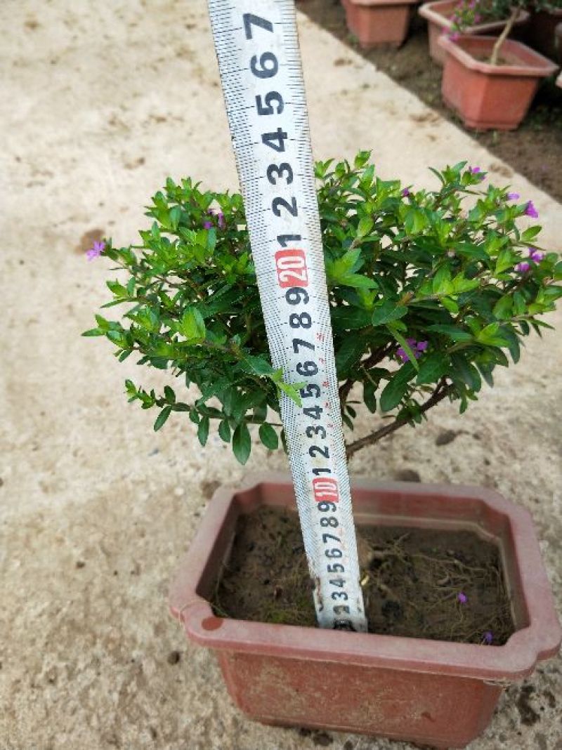 造型满天星