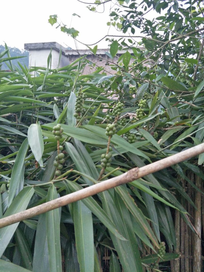 益智仁