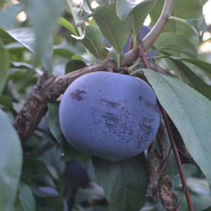 黑布林