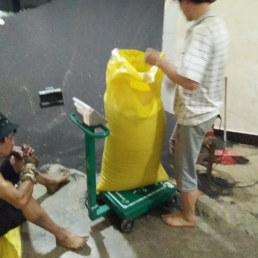 油菜籽