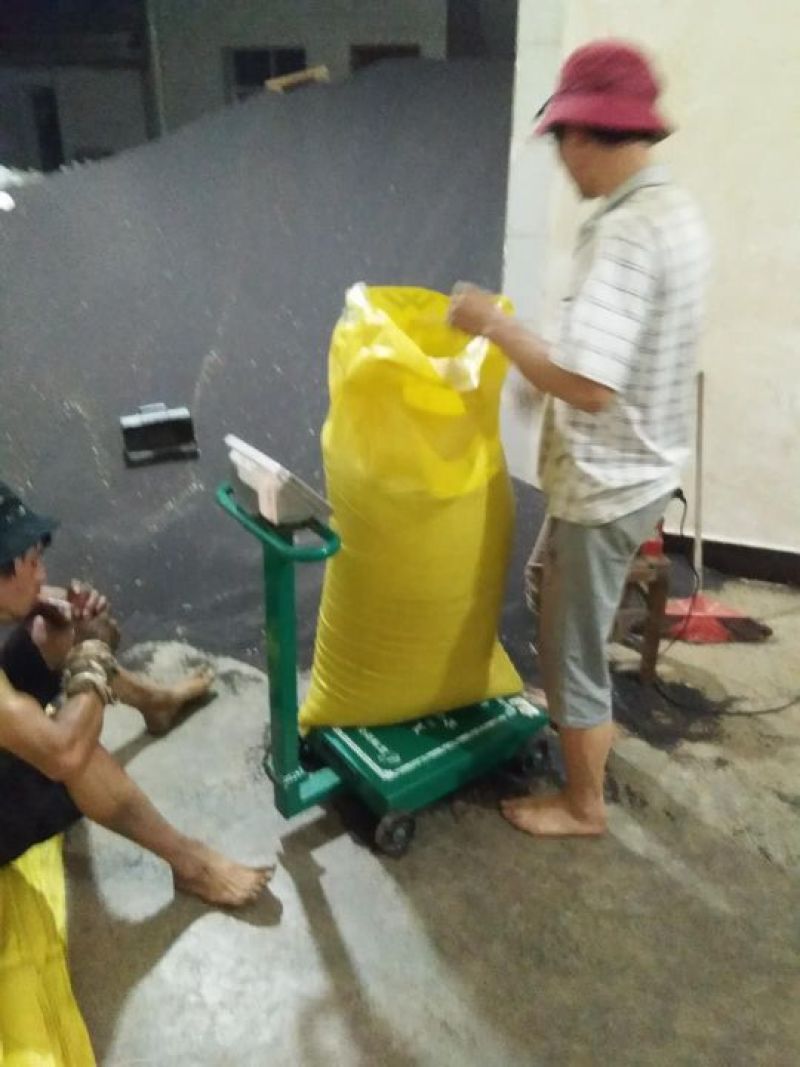 油菜籽
