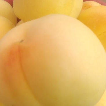 黃金蜜