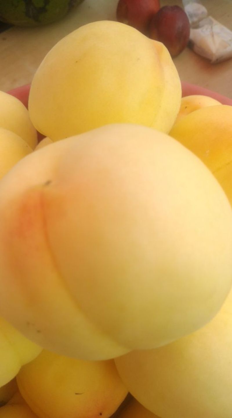 黃金蜜