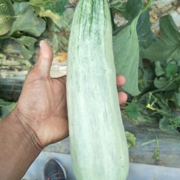 羊角蜜
