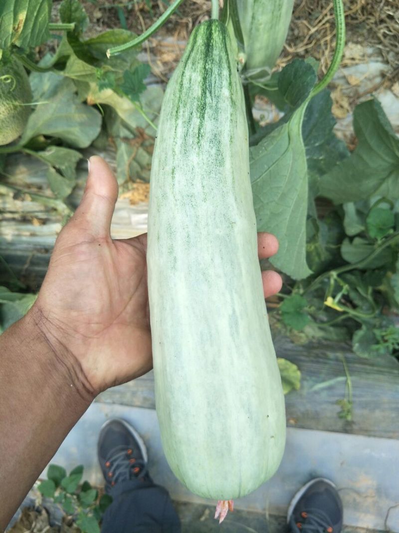 羊角蜜