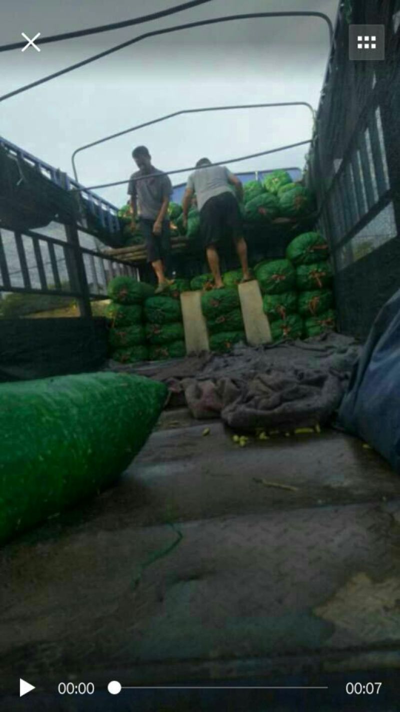 鲜毛豆质量杠杠的