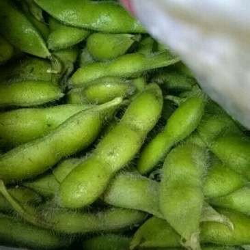 鲜毛豆质量杠杠的