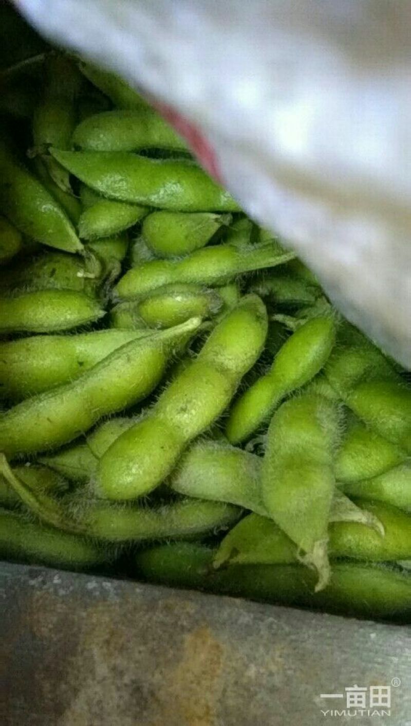 鲜毛豆质量杠杠的