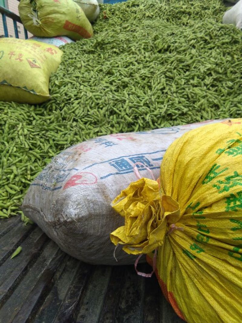 鲜毛豆质量杠杠的