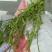 鲜毛豆质量杠杠的