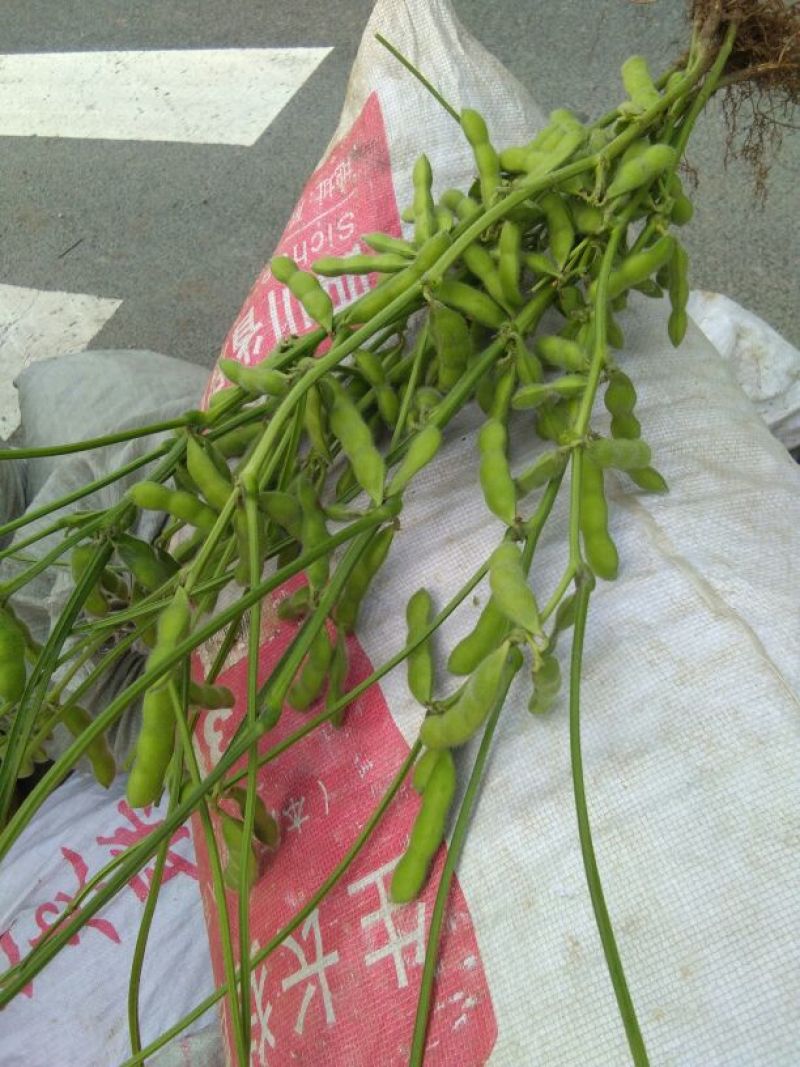 鲜毛豆质量杠杠的