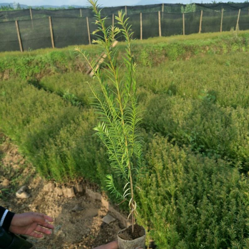 红豆杉，草果苗供立