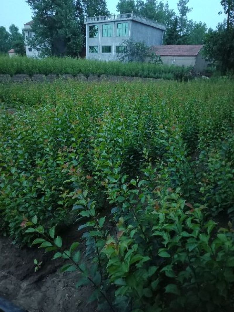 骨红梅小苗