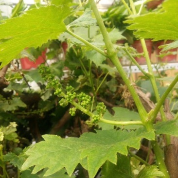 葡萄树葡萄树苖南方种植蓝宝石夏黑树苗大苗特大巨峰爬藤阳光