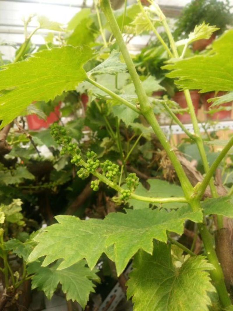 葡萄树葡萄树苖南方种植蓝宝石夏黑树苗大苗特大巨峰爬藤阳光