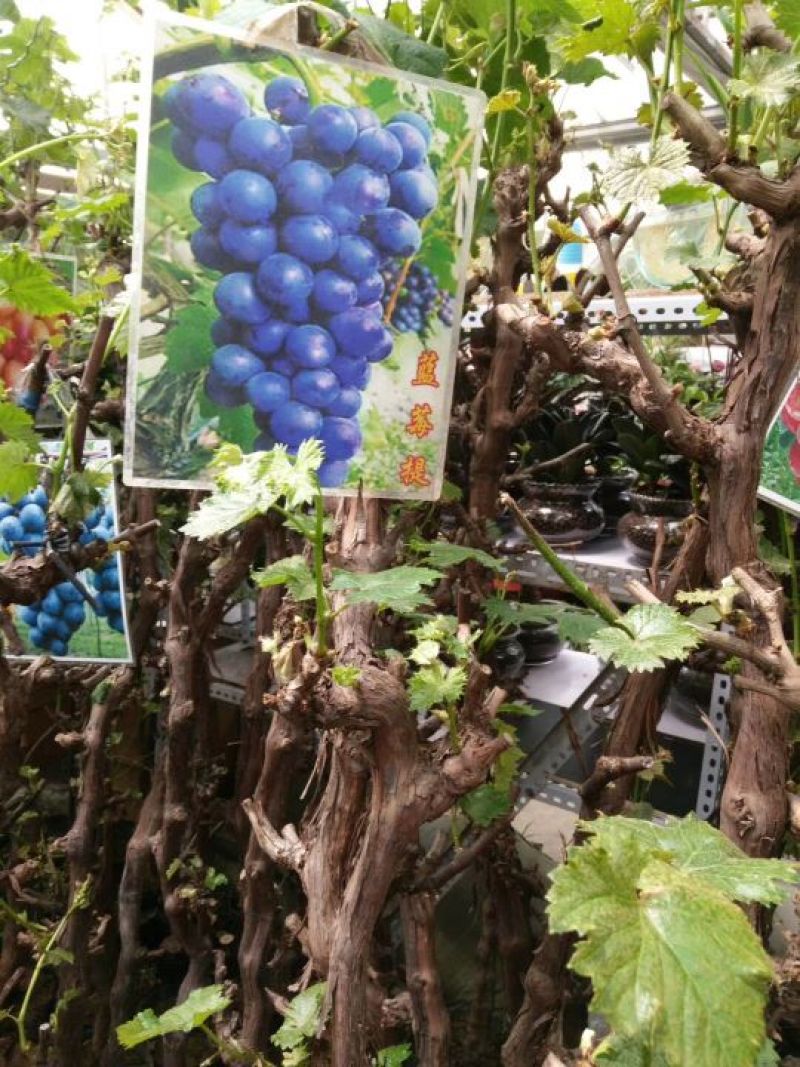 葡萄树葡萄树苖南方种植蓝宝石夏黑树苗大苗特大巨峰爬藤阳光