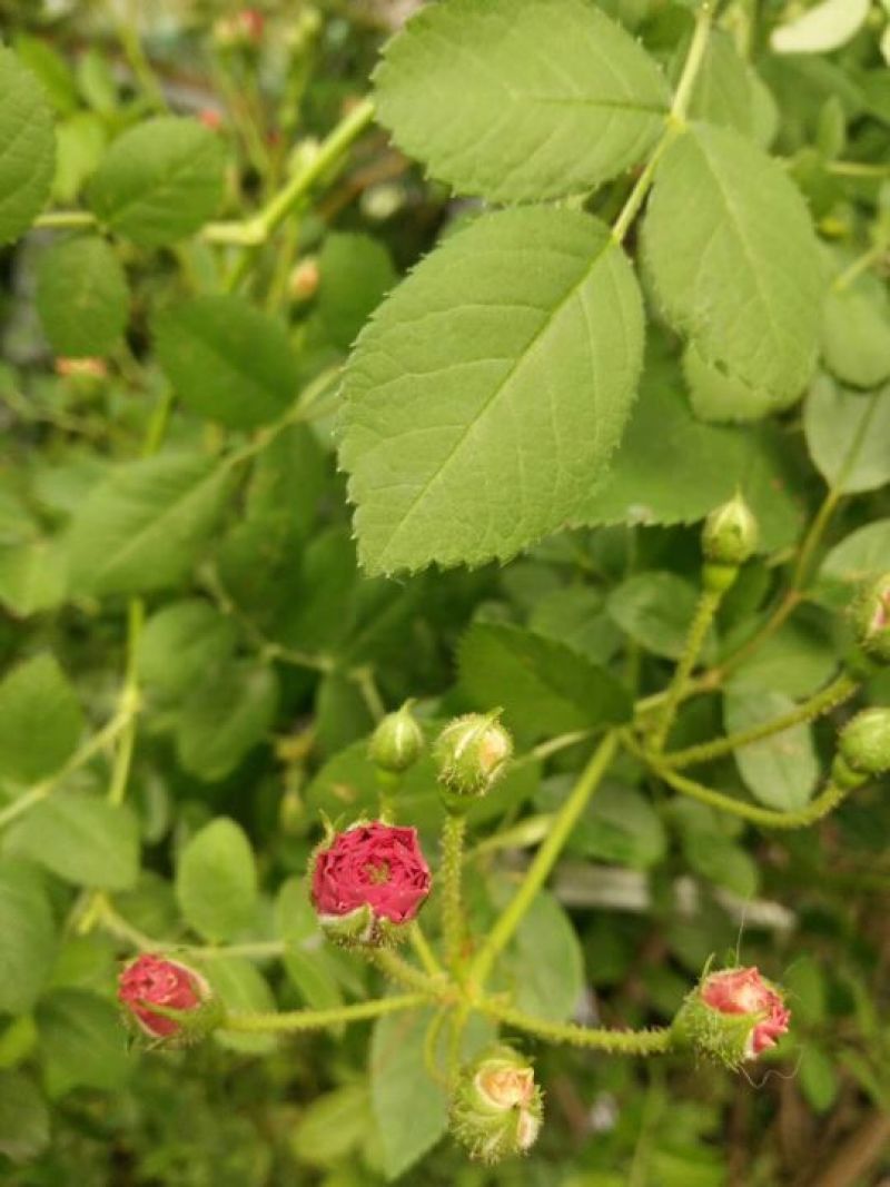 葡萄树葡萄树苖南方种植蓝宝石夏黑树苗大苗特大巨峰爬藤阳光