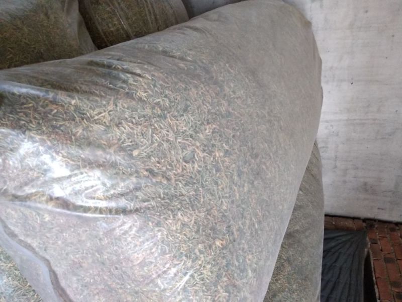 金银花