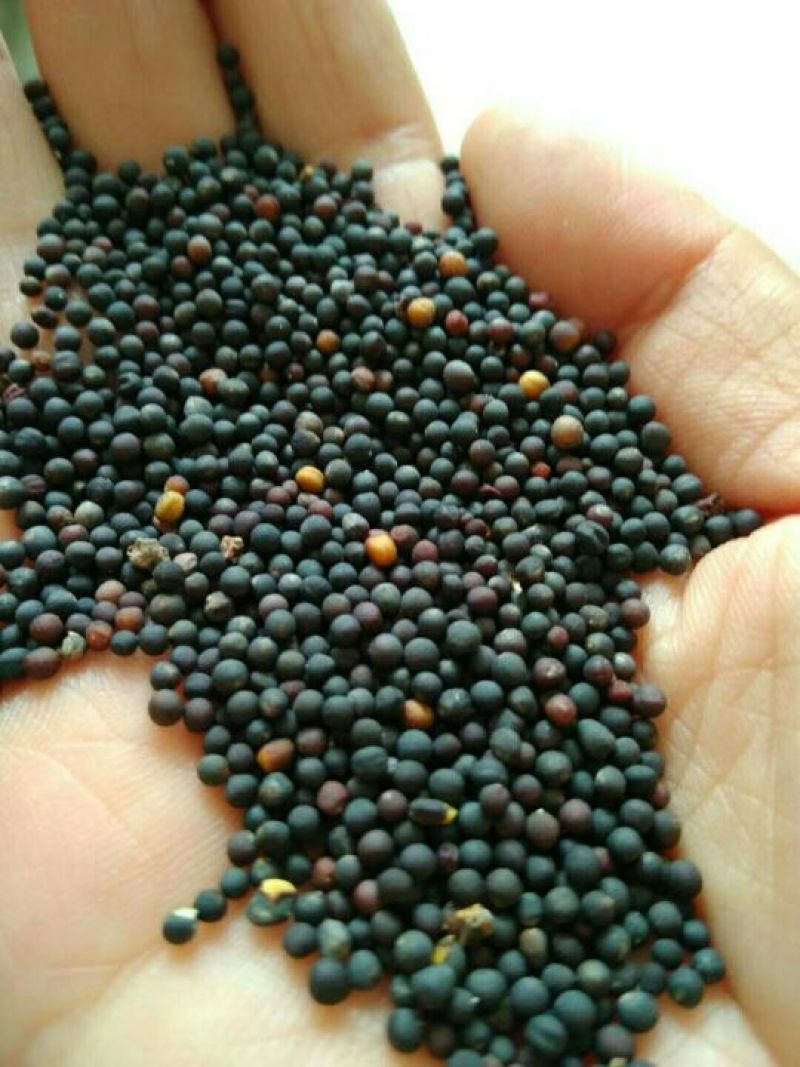 油菜籽陕西汉中洋县本地油菜籽榨油颜色黄靓口味香浓