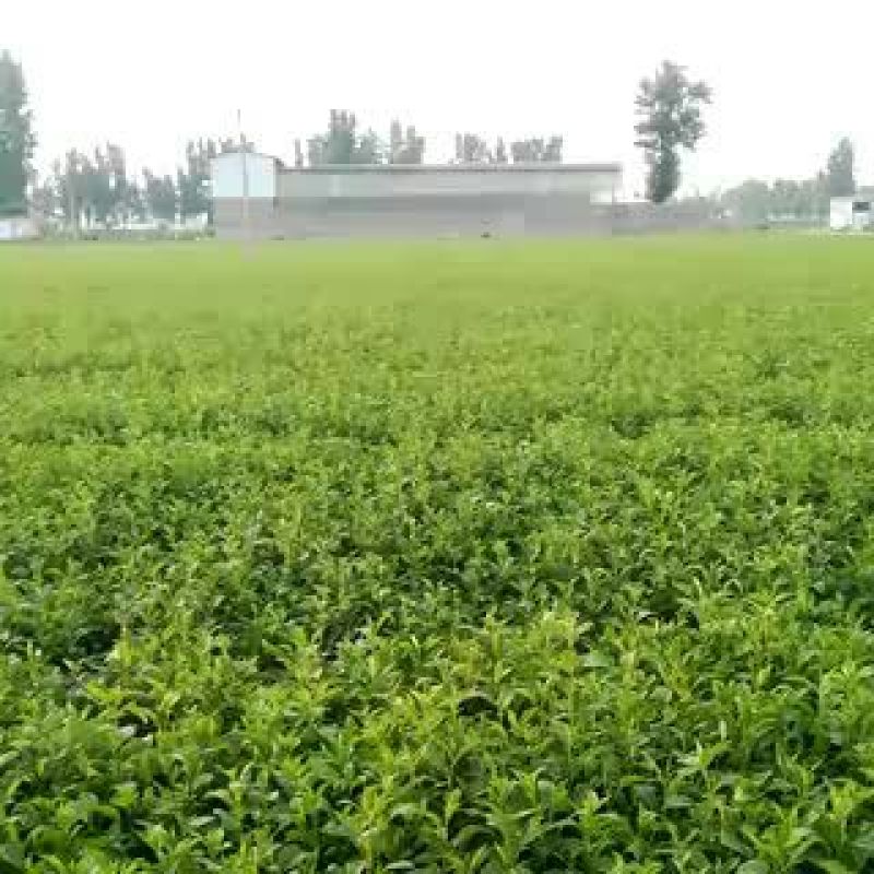 改良丹参，改良白术种苗基地。