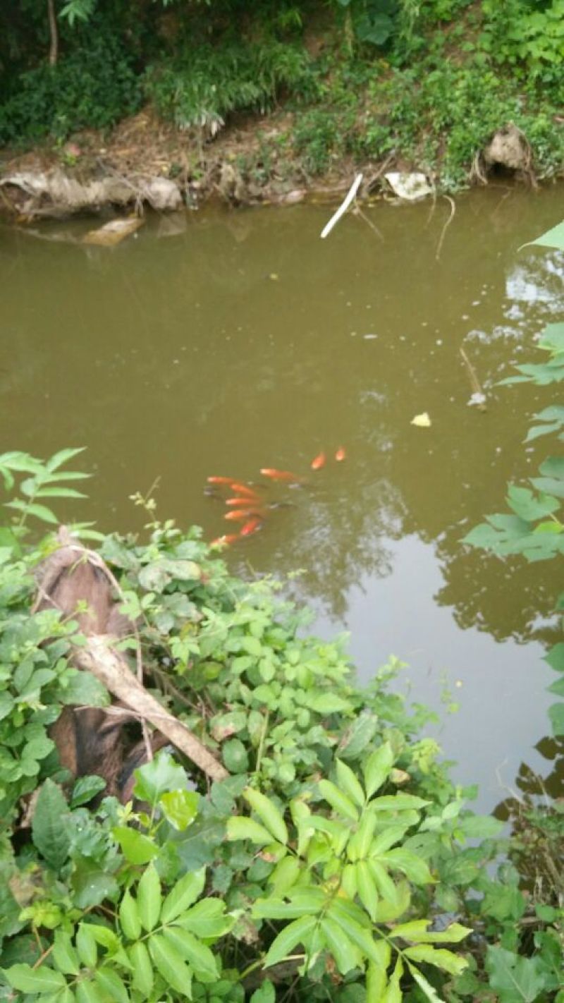 红鲤鱼