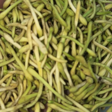 上好金银花
