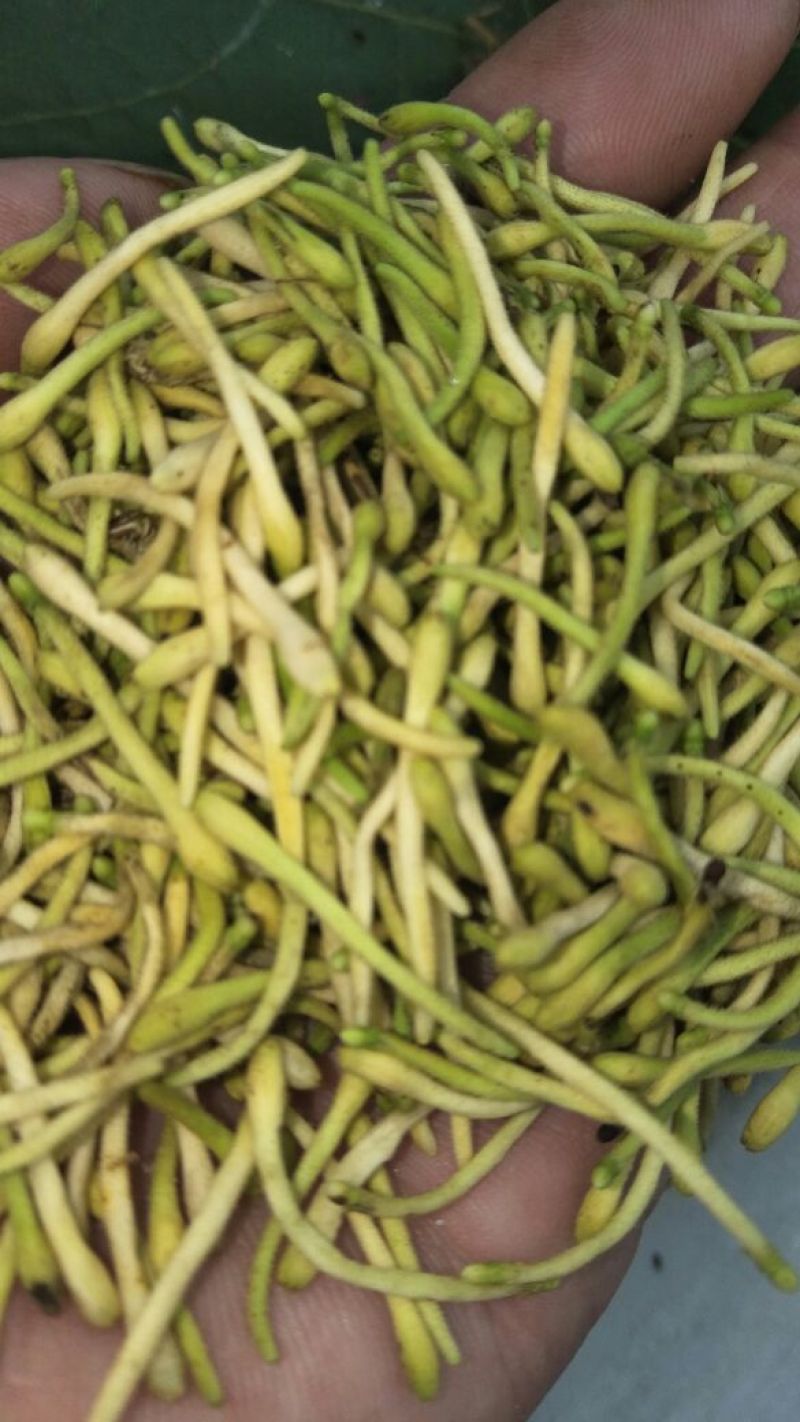 上好金银花