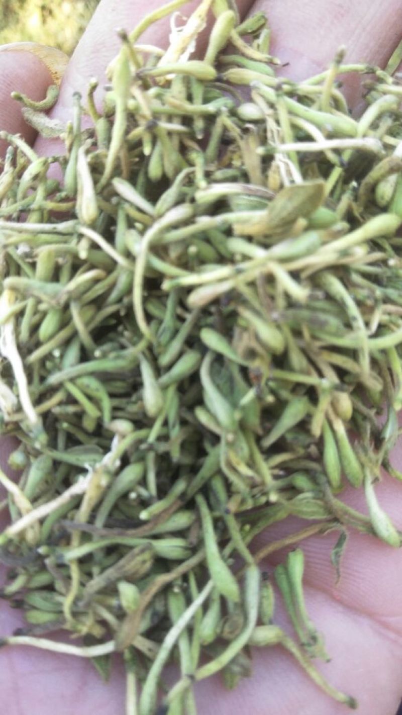 上好金银花