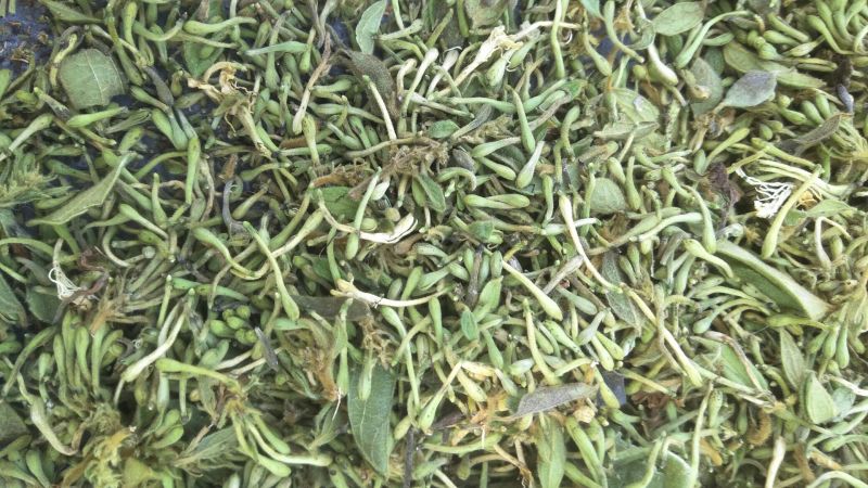 上好金银花