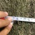 皂角树（真实需求联系询价勿扰）