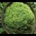 湘雷金银花茶