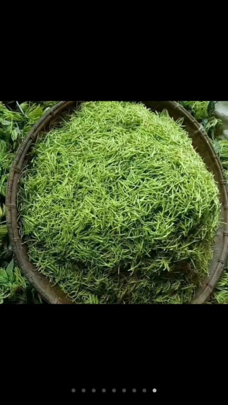 湘雷金银花茶