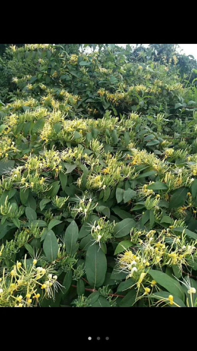 湘雷金银花茶