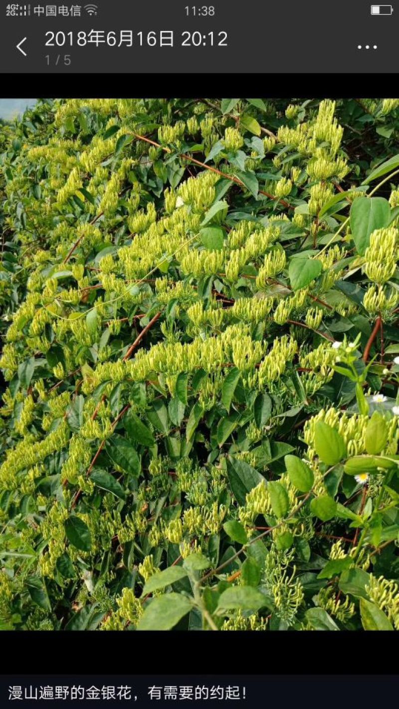 湘雷金银花茶