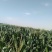 水果玉米思达甜225，基地供应，大量上市