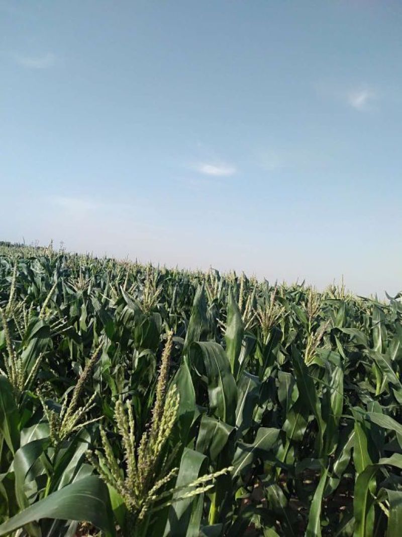 水果玉米思达甜225，基地供应，大量上市