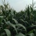 水果玉米思达甜225，基地供应，大量上市