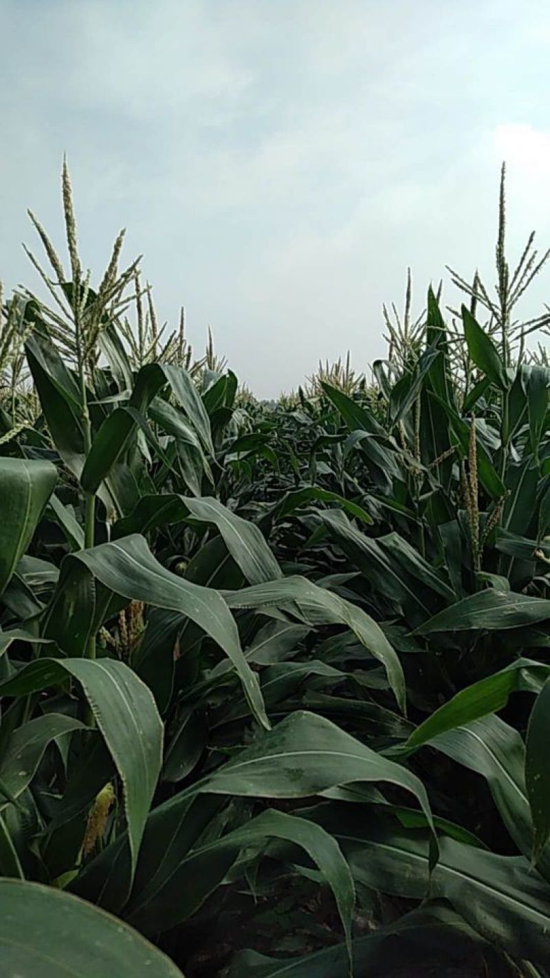 水果玉米思达甜225，基地供应，大量上市