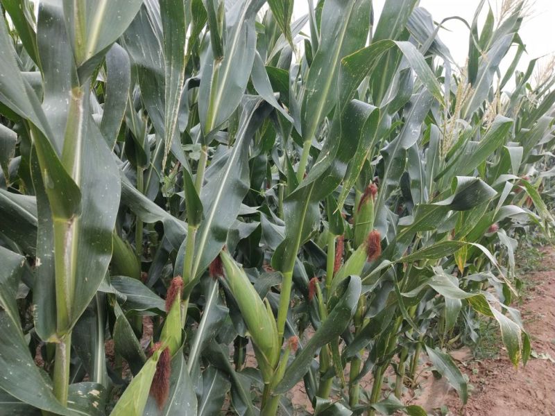 水果玉米思达甜225，基地供应，大量上市