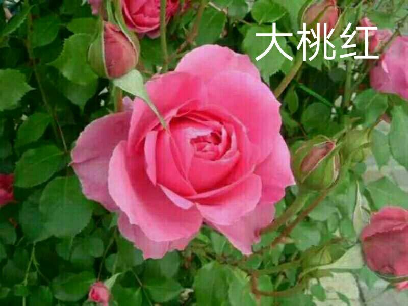 玫瑰苗，月季苗，10～15公分高，温度好，一年四季开花